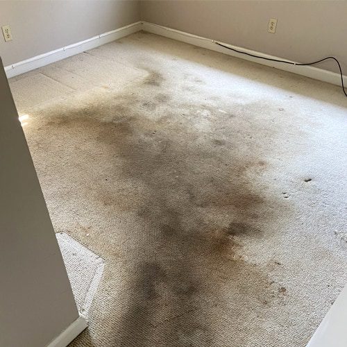 a-carpet-cleaner-from-a-grocery-store-wont-have-the-same-effect-as-getting-your-carpets-professionally-cleaned A carpet cleaner won't have the same effect as getting your carpets professionally cleaned