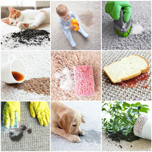 common-threats-to-carpet-cleaners-near-me-midlands-sc telehealth-64