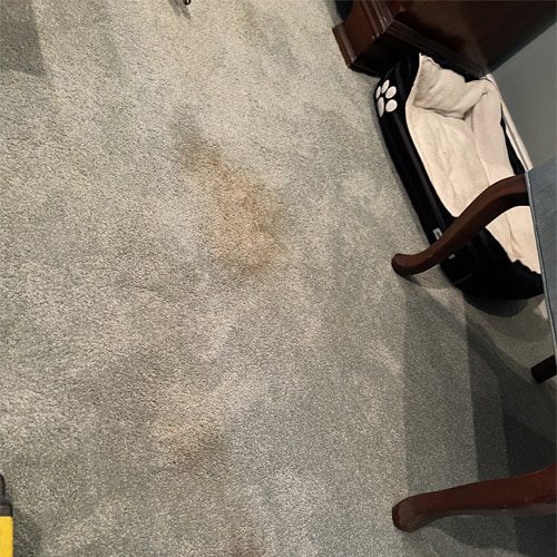 fall-allergies-can-be-reduced-by-cleaning-your-carpets A carpet cleaner won't have the same effect as getting your carpets professionally cleaned