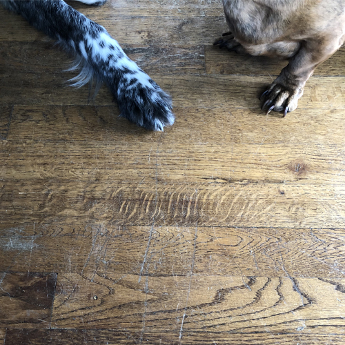 hardwood-floors-and-pets-columbia-sc it is always important to call the professionals to clean up stains (big or small), you can actually maintain your area rug at home with some simple steps.