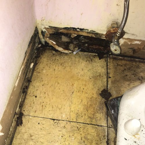 how-to-get-rid-of-mold-in-your-home it is always important to call the professionals to clean up stains (big or small), you can actually maintain your area rug at home with some simple steps.