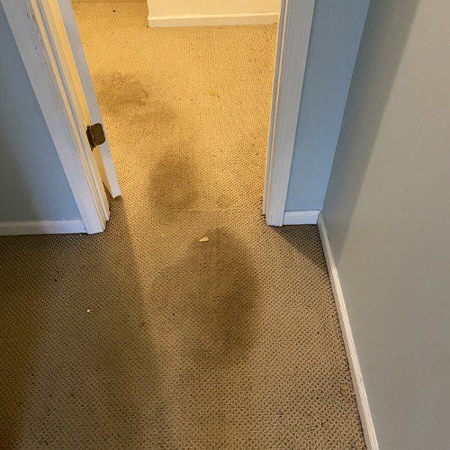 learn-how-to-effectively-remove-dirt-and-clay-from-your-carpets Wondering how to get clay out of carpet? At Whitehall Carpet Cleaners, we have the expertise and experience to get your large area rug looking like new right away.