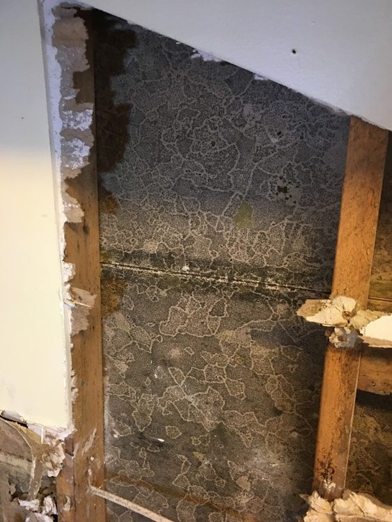 How to Prevent Mold After Water Damage | WCC 2 Brushes, rubber gloves, and cleaning supplies to clean a home for the holidays