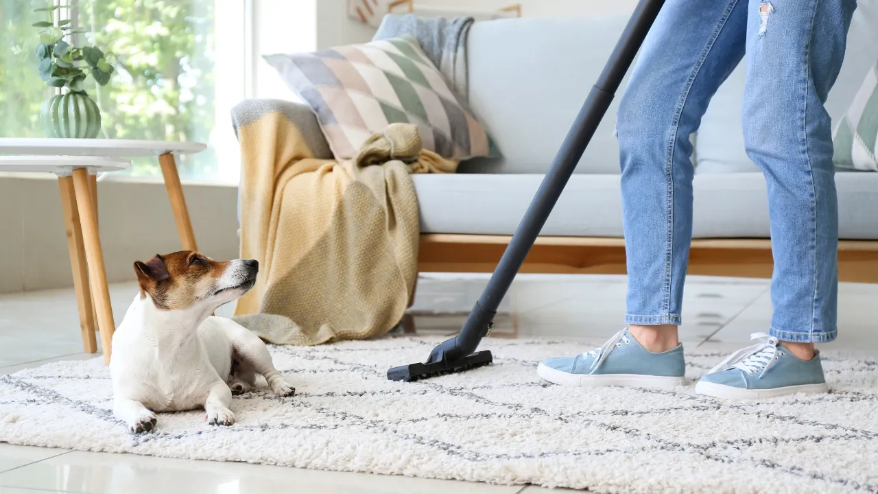 DIY vs Professional Carpet Cleaning
